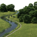 Horses at the river