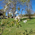 Cherry blossom 