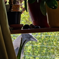 The Crow