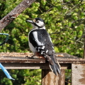 Miss Woodpecker