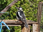 Miss Woodpecker