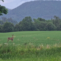 The deer