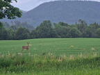 The deer