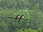 Swallows