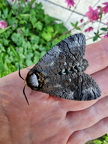 Cossus Cossus