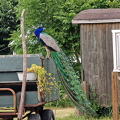 Peacock