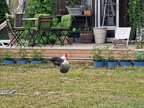 Rooster
