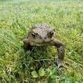 Toad