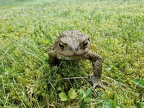 Toad